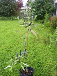 Olive tree.jpg Olive tree 225x300 Growing Oranges in Canada
